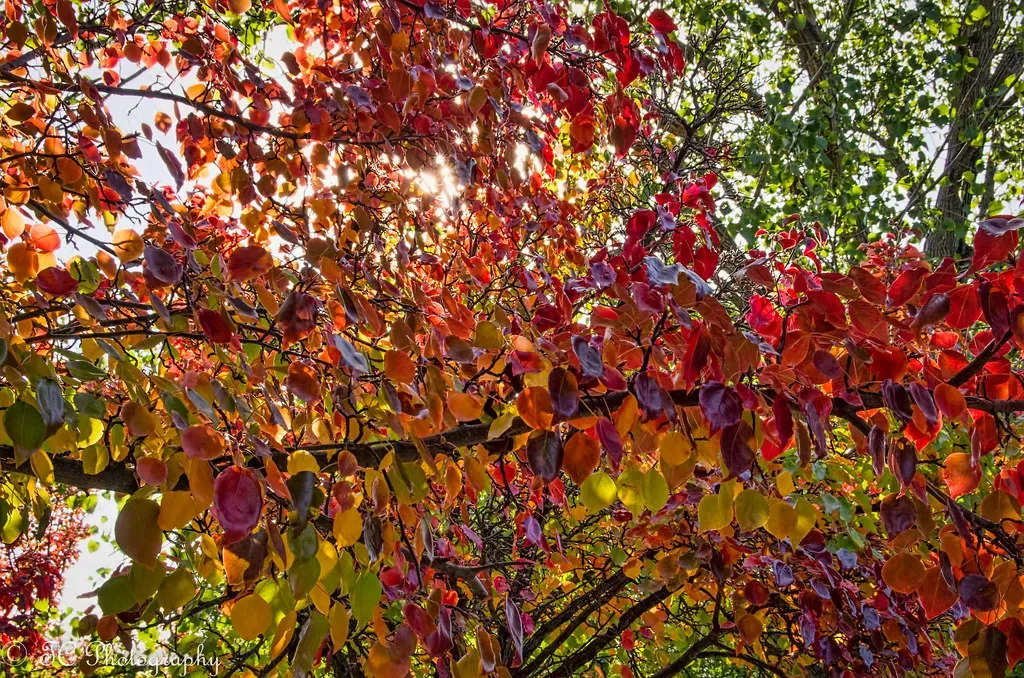 Changing Seasons: The Adaptive Chameleon (_TC Photography_, Flickr, CC BY 2.0)