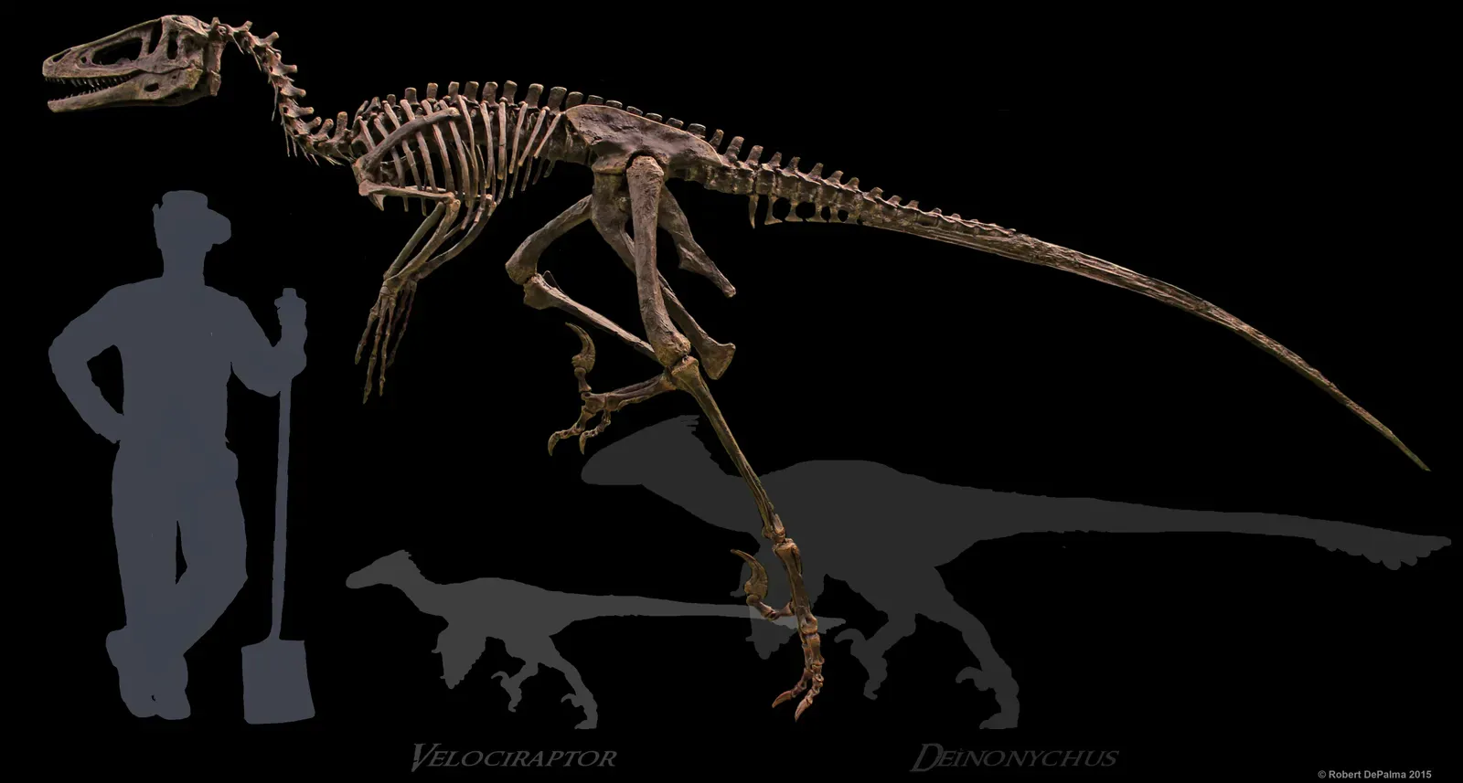 Dakotaraptor and the Raptor Bigger Than Your Nightmares (By Taphonomy, CC BY-SA 4.0)