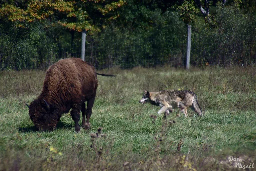 Aries – The Wolf on the Hunt (dwmizell, Flickr, CC BY-SA 2.0)