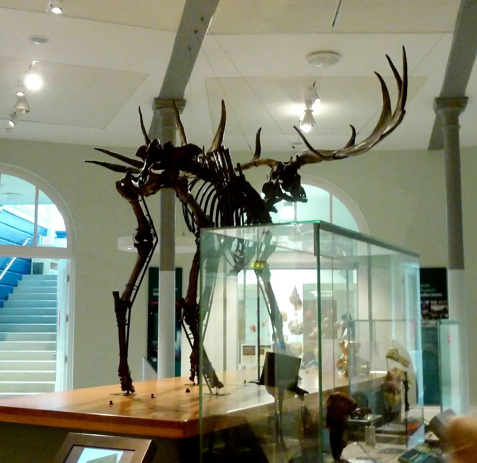 #6 - Irish Elk Survived 4,000 Years Longer in Siberia Than in Ireland (By Storye book, CC BY-SA 4.0)