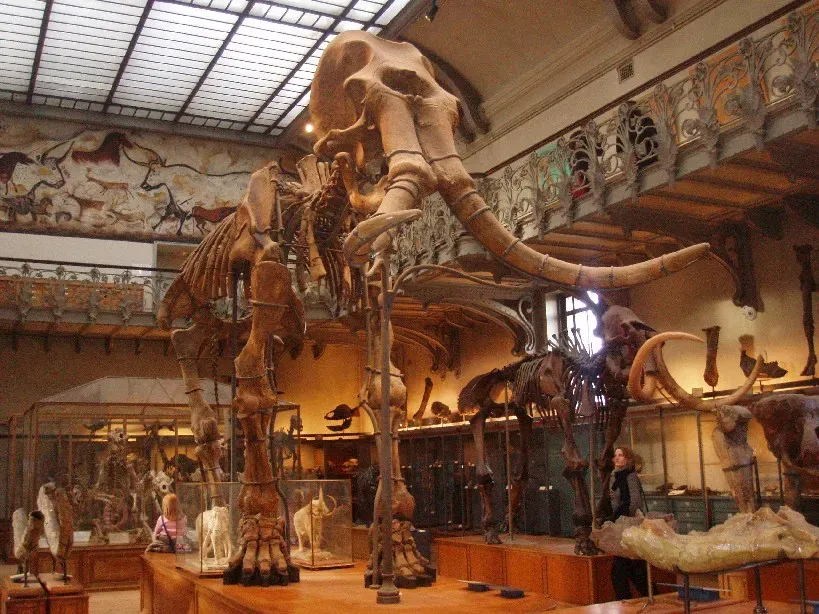 #4: Scientists Recovered the Oldest RNA Ever Found - From a Mammoth (took the foto on the "Muséum national d'Histoire naturelle, Paris", Public domain)