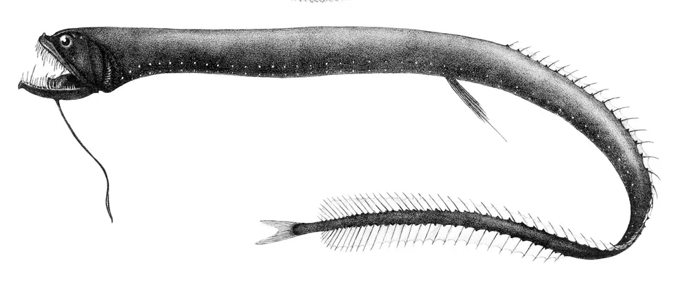 6. The Black Dragonfish: Tiny Body, Terrifying Design (Fishes, Public domain)