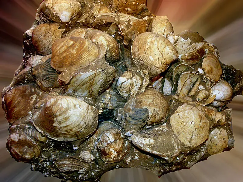 How Seashells Turn Into Fossils in the First Place (Fossilized seashells, CC BY 2.0)