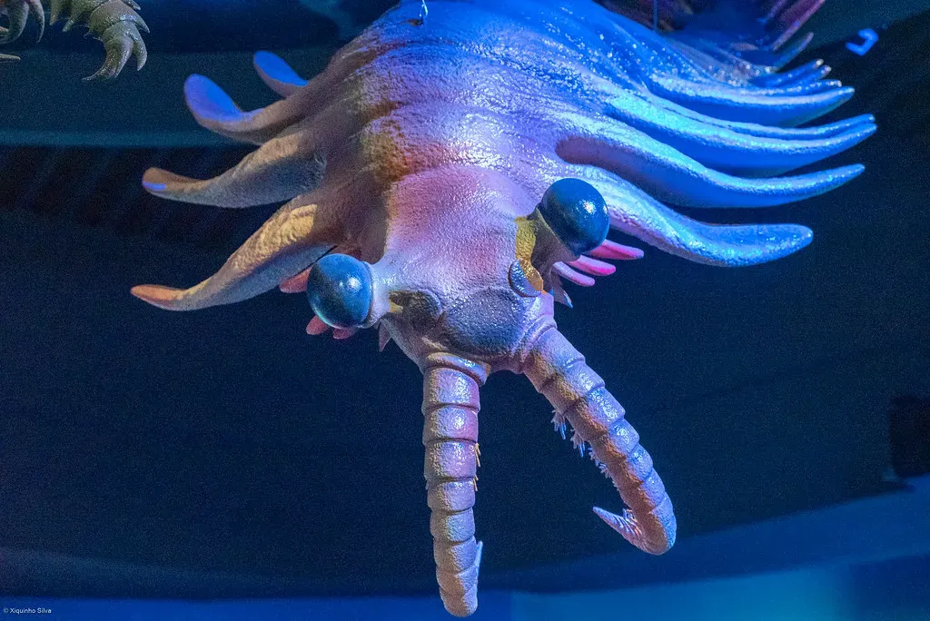 4. The Cambrian Explosion Launched Animal Diversity as We Know It (xiquinhosilva, Flickr, CC BY 2.0)