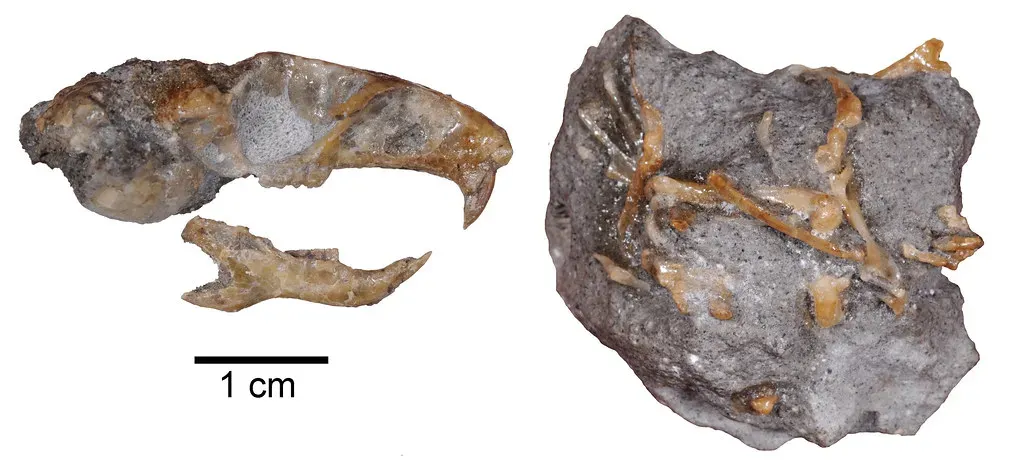 What This Means for How We See Evolution Today (BLM Oregon & Washington, Flickr, CC BY 2.0)
