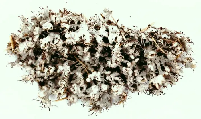 #7: Fungi and Slimy Biofilms – The Wet-Weather Invaders (self-made (Photographed on 1 May 2005 by me, Ed Uebel), CC BY-SA 3.0)