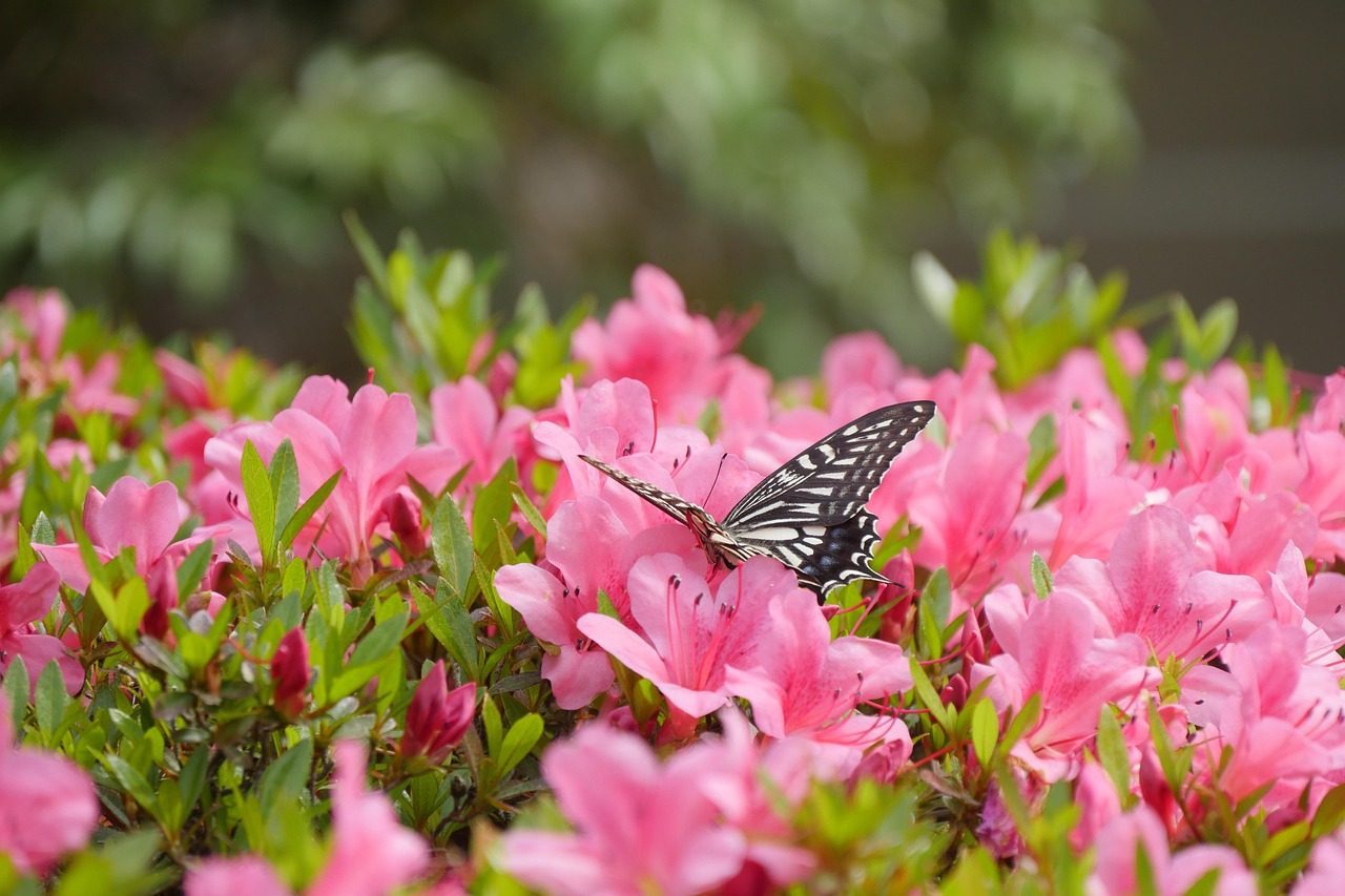 Pink Lovers Embody the Playful Butterfly Energy (Image Credits: Pixabay)