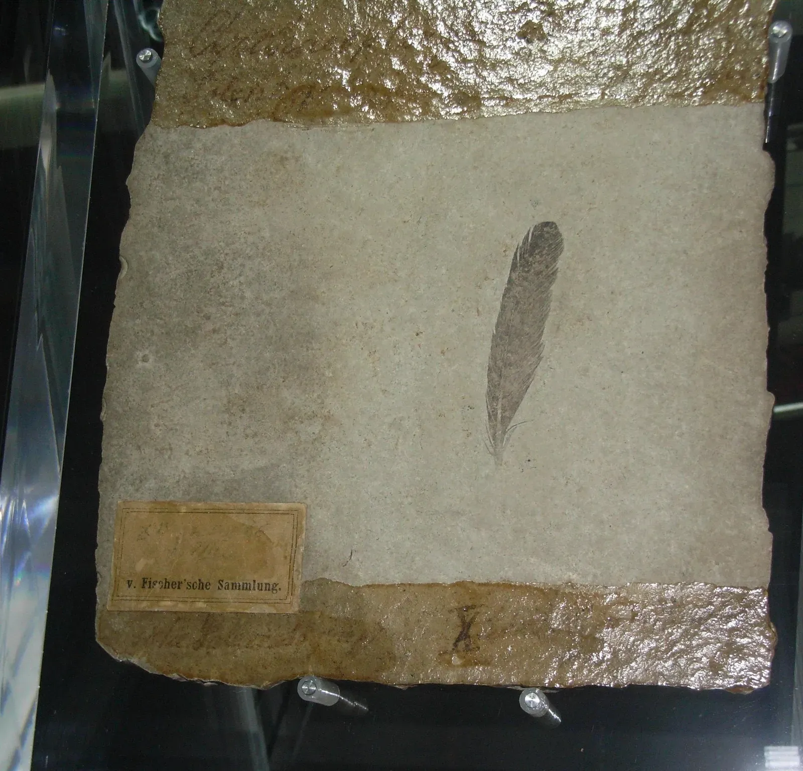 1. The First Archaeopteryx Feather: A Single Plume That Tied Dinosaurs To Birds (By Notafly, CC BY-SA 3.0)