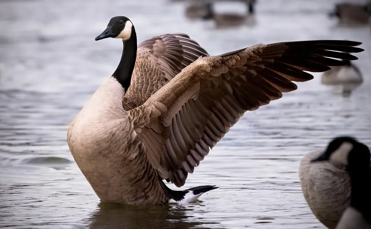 The Goose: The Ambitious Achiever (Image Credits: Pixabay)
