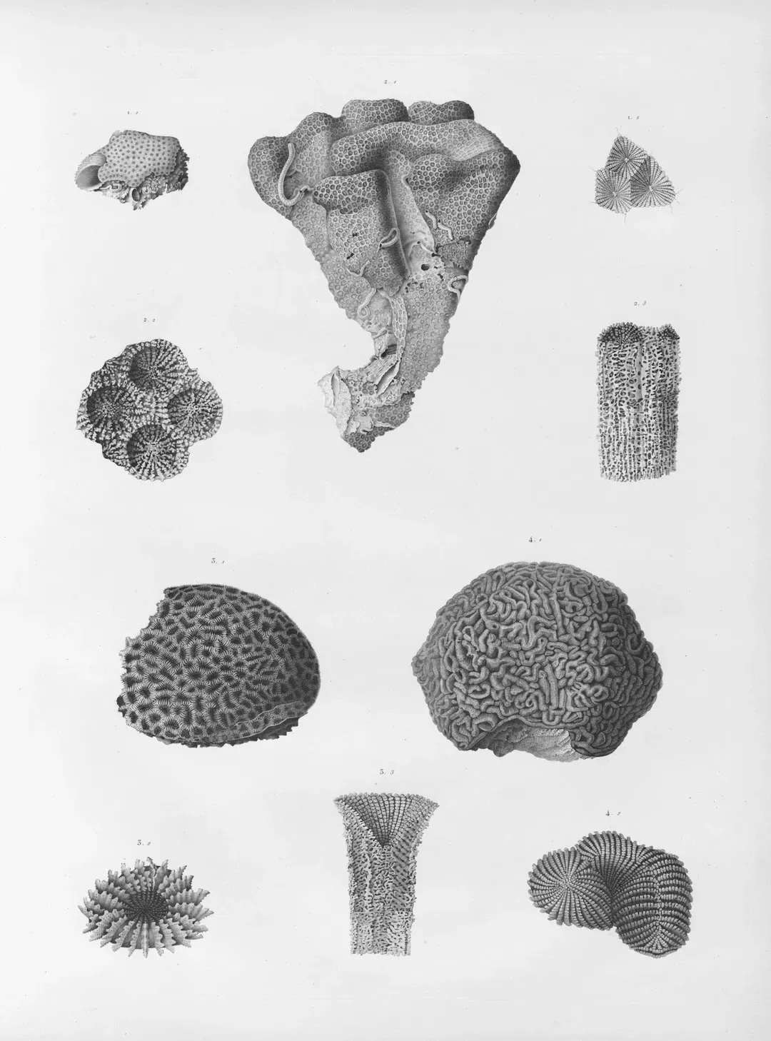 The Many Types of Microfossils - A Surprisingly Rich Diversity (Image Credits: Unsplash)