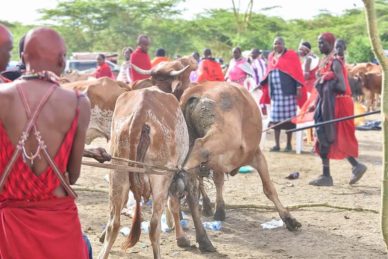 8. Cattle Play a Central Role in Rituals, Ceremonies, and Community Life (By Sabore Noah. J, CC BY-SA 4.0)