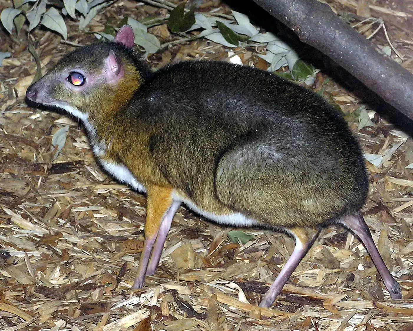 #5 - The Fanged Mouse-Deer That Walked Past a Camera in 2019 (Photographed by Adrian Pingstone, Public domain)