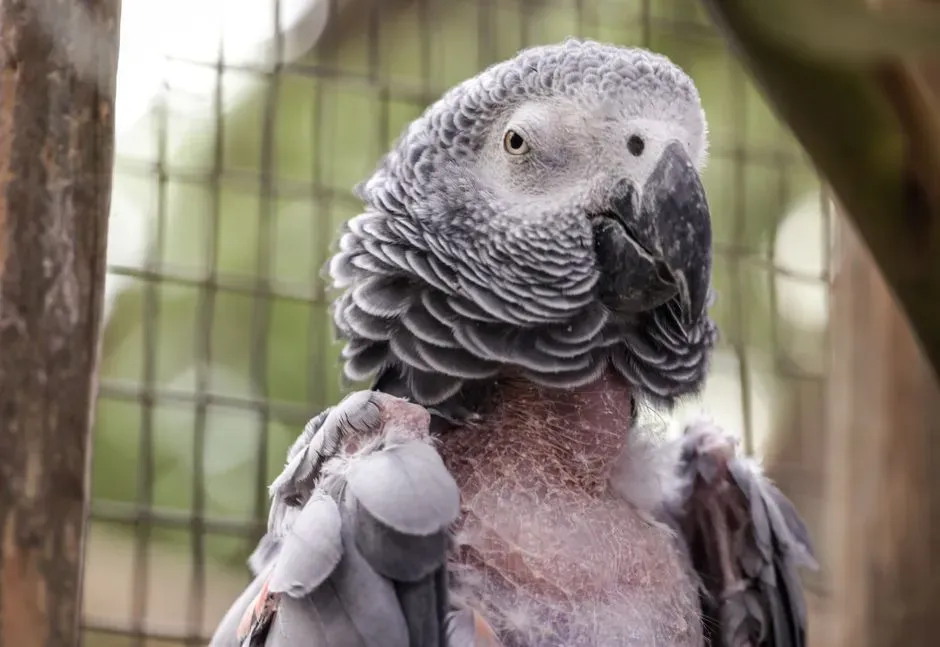 Aquarius: The Parrot – Unconventional, Vocal, and Brilliantly Distinct (Image Credits: Pexels)