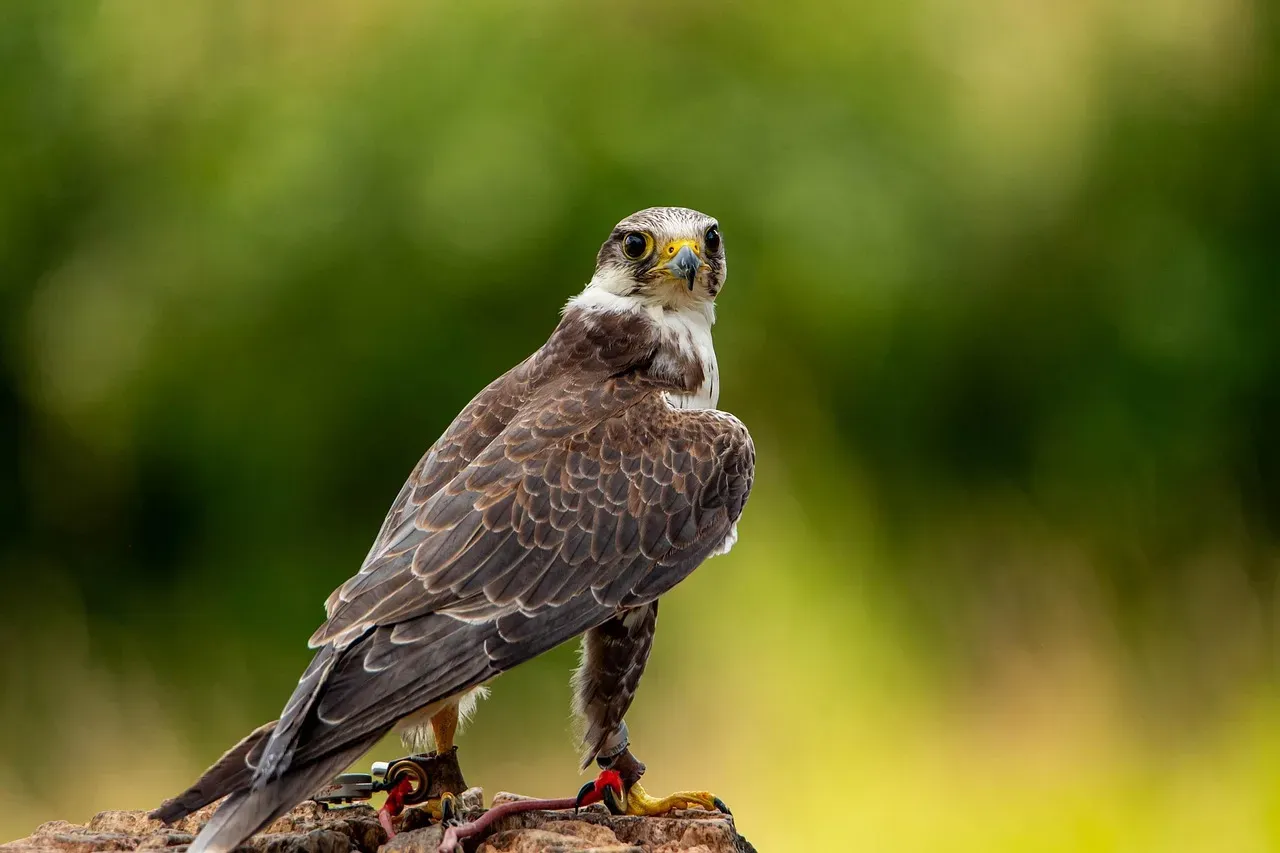 #8 - Falcons Got Kicked Out of the Hawk Family Entirely (Image Credits: Pixabay)