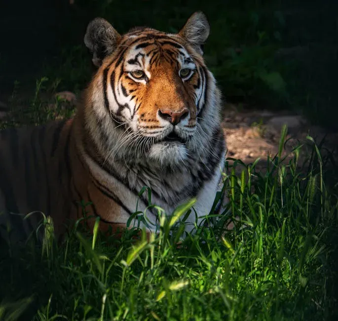 3. Tiger: Unleash Your Creative Side (Image Credits: Pexels)