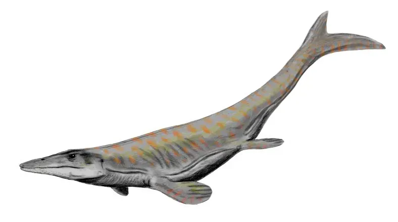 Tylosaurus: The Mosasaur That Ate Everything (Image Credits: Wikimedia)