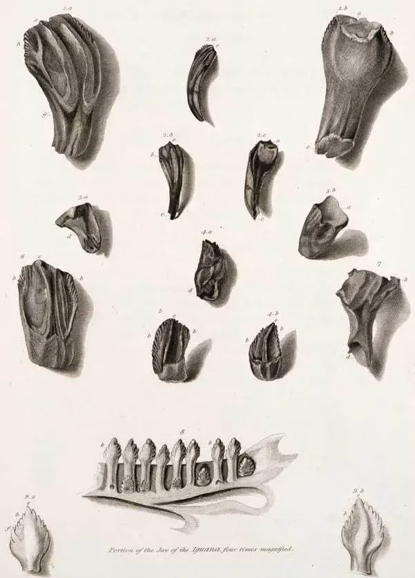 The First Clues: Iguana Teeth That Changed Everything (Public domain)