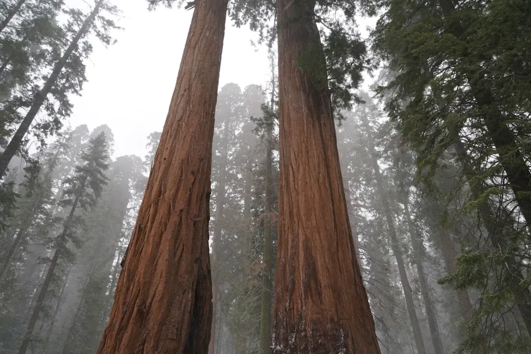 Redwood Trees Pull Water Directly From Fog (Image Credits: Unsplash)