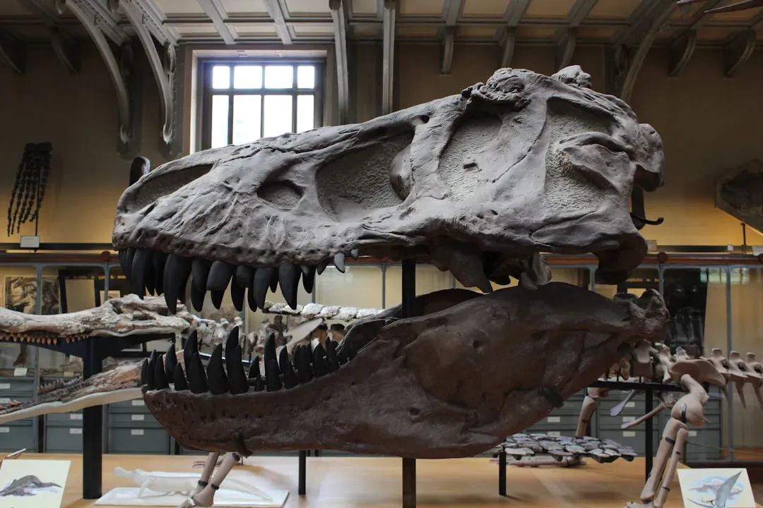 T. rex's Bite, Bones, and Cranial Secrets (Image Credits: Unsplash)