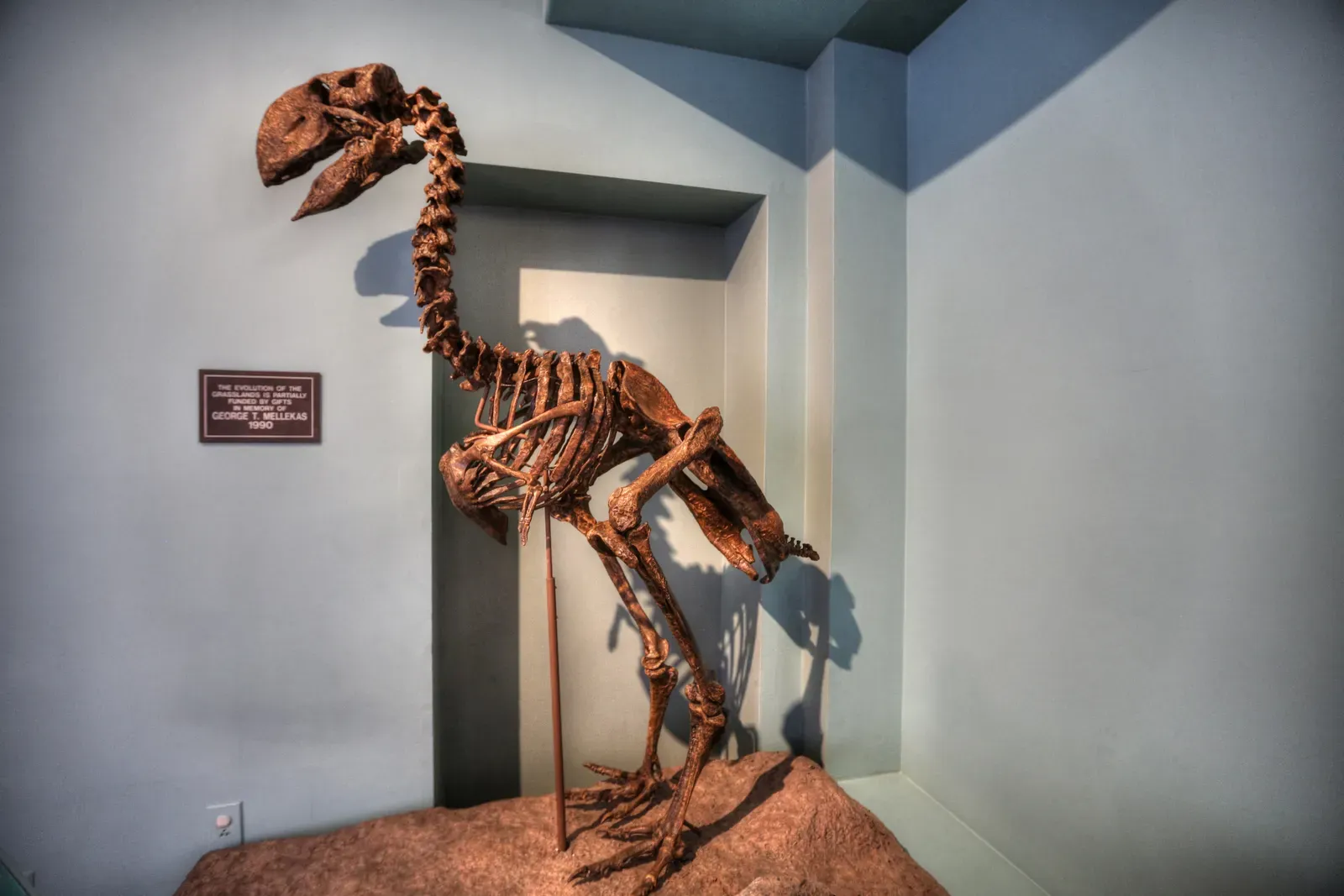 #13 - The Giant "Terror Bird" That Was Never Its Own Genus (2013 Feb.06,New Mexico Museum of natural history and science.Uploaded by FunkMonk, CC BY-SA 2.0)