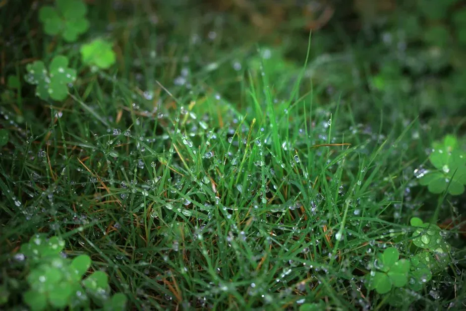 #6: Clover – Ancient Partner in the Grass (Image Credits: Pexels)