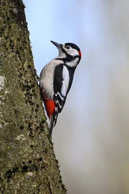 Layers of Life: Why Vertical Complexity Matters for Birds (Image Credits: Pexels)