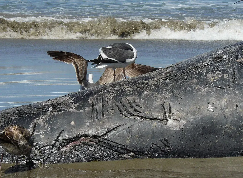 2. The Oversized Shark Bite Marks On Whales (docentjoyce, Flickr, CC BY 2.0)