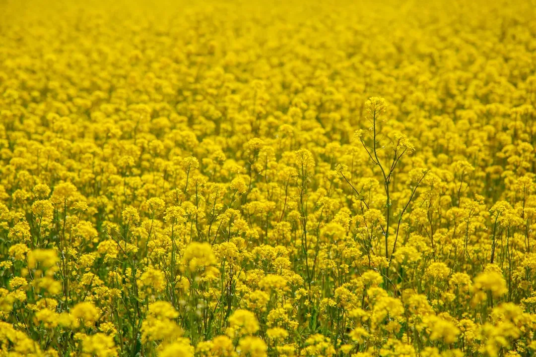 #6 - Wild Mustard and Bitter Greens Used as Seasoning (Image Credits: Unsplash)