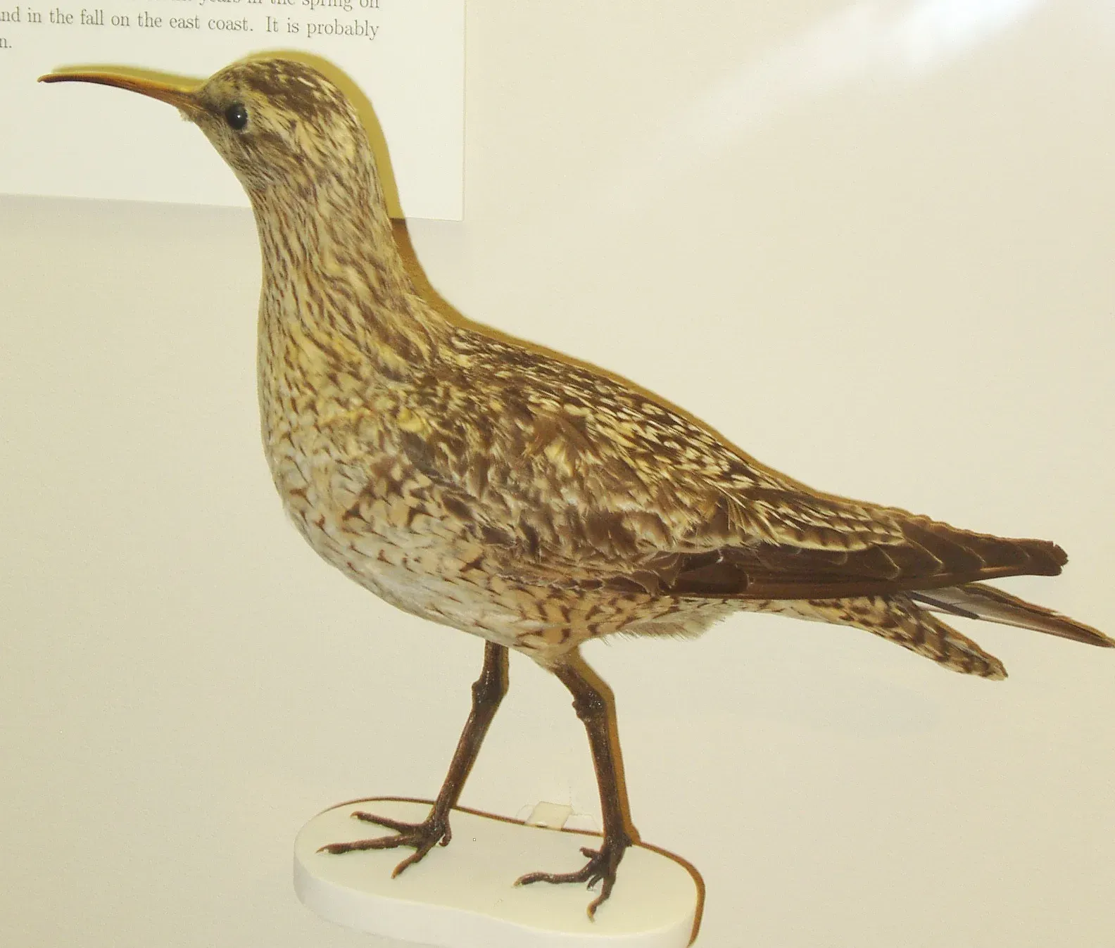 #8 - The Arctic Shorebird That Vanished From Migration Routes (Transferred from en.wikipedia to Commons by FunkMonk using CommonsHelper.
Own workThis photograph is from the Harvard Museum of Natural History / Peabody Museum., Public domain)