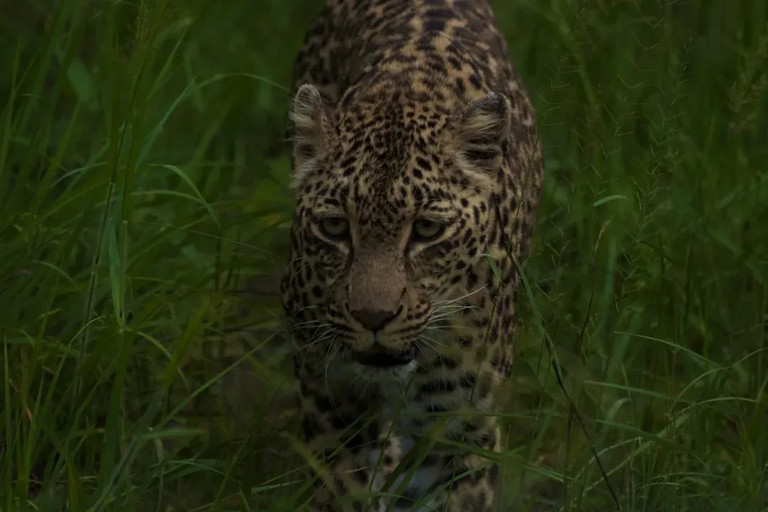 From Prey to Top Predator: Our Status Changed, Our Minds Did Not (Image Credits: Unsplash)