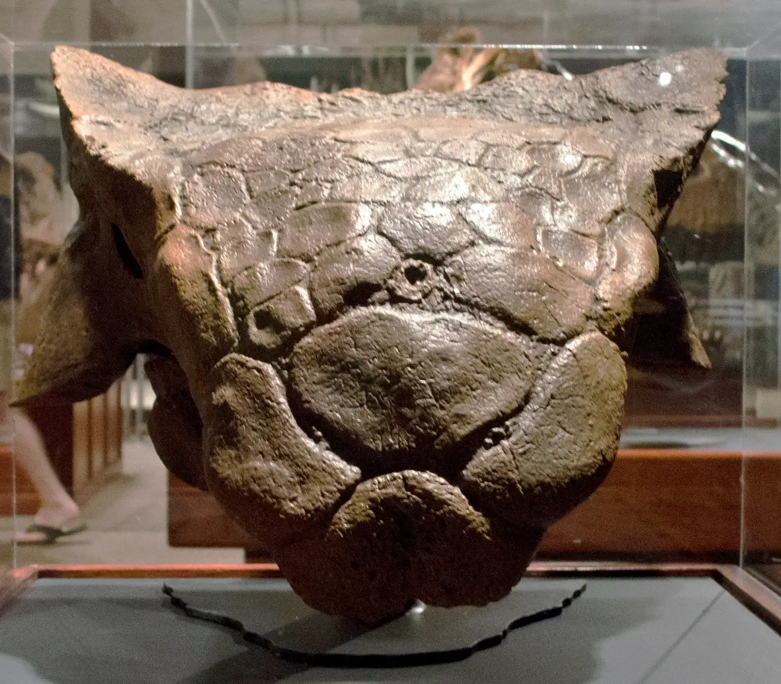 8. Ankylosaurus: The Low-Rider Tank That Got a Grounded Makeover (By Tim Evanson, CC BY-SA 2.0)