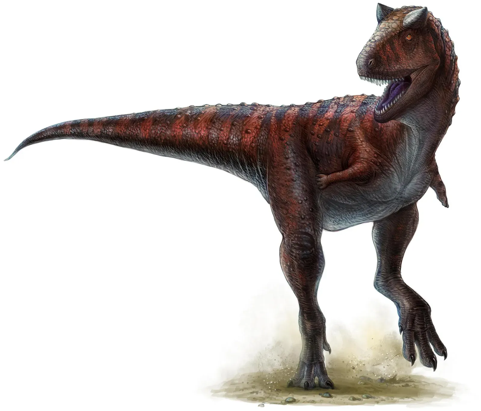 Carnotaurus – The Horned Sprinter (Image Credits: Wikimedia)