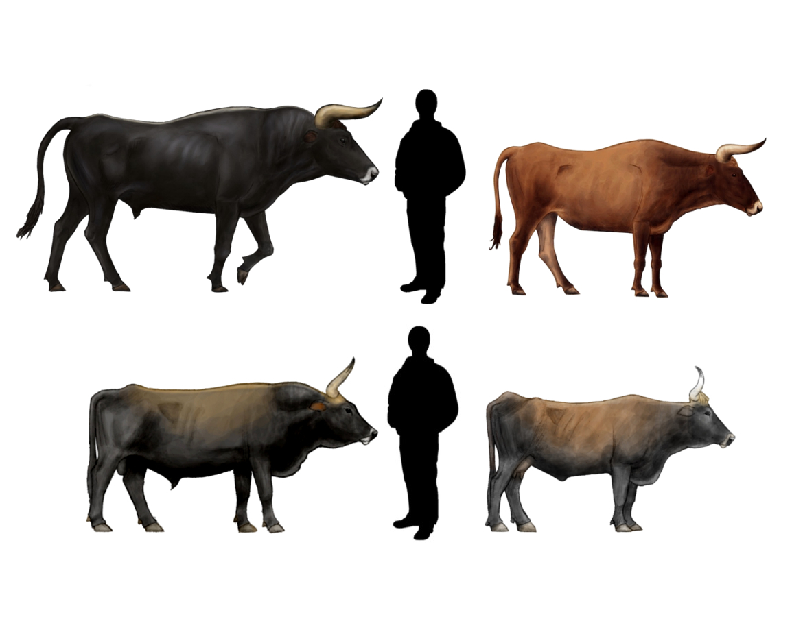 Aurochs: Wild Cattle Pioneer (Image Credits: Wikimedia)