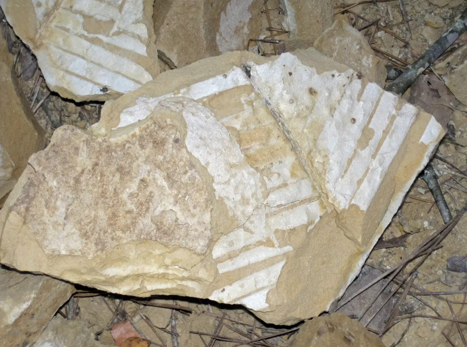 8. A Fossil Plant Discovery in Scotland Revealed How Life First Conquered Dry Land (By James St. John, CC BY 2.0)