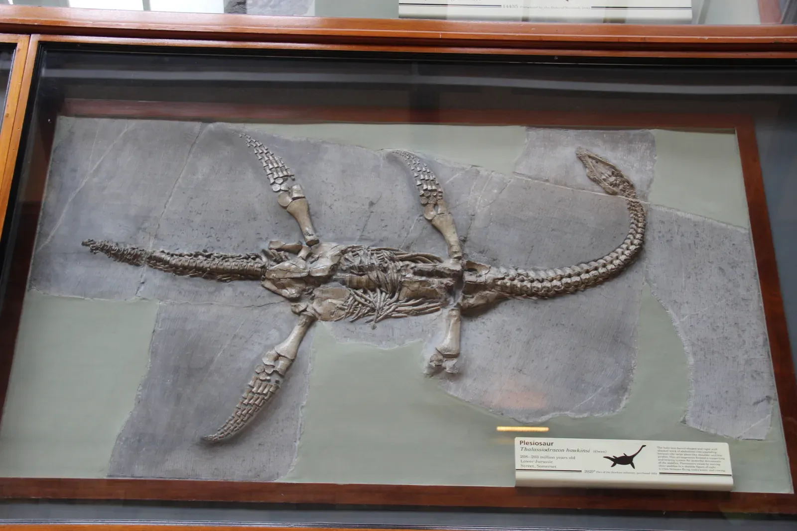 Plesiosaurs: Long-Necked Lords of 135 Million Years (Plesiosaur Skeleton, CC0)