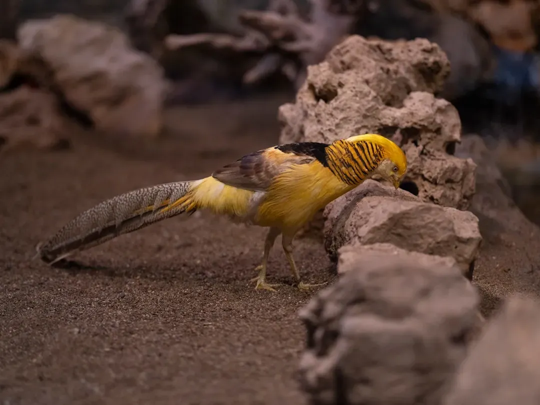 Shrinking to Survive: The Size Transformation That Made Birds Possible (Image Credits: Unsplash)