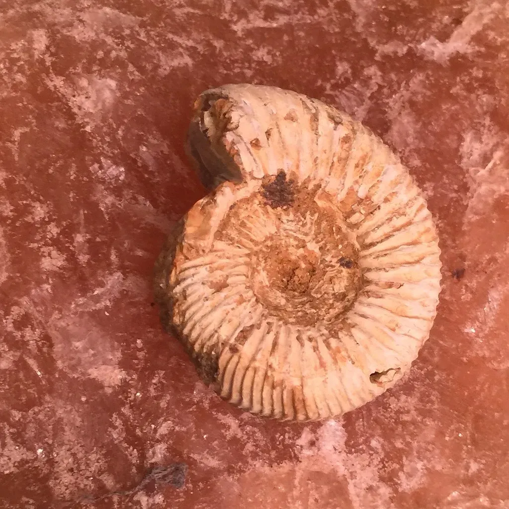 The Ammonites - Ancient Architects of the Ocean Floor (Smabs Sputzer (1956-2017), Flickr, CC BY 2.0)