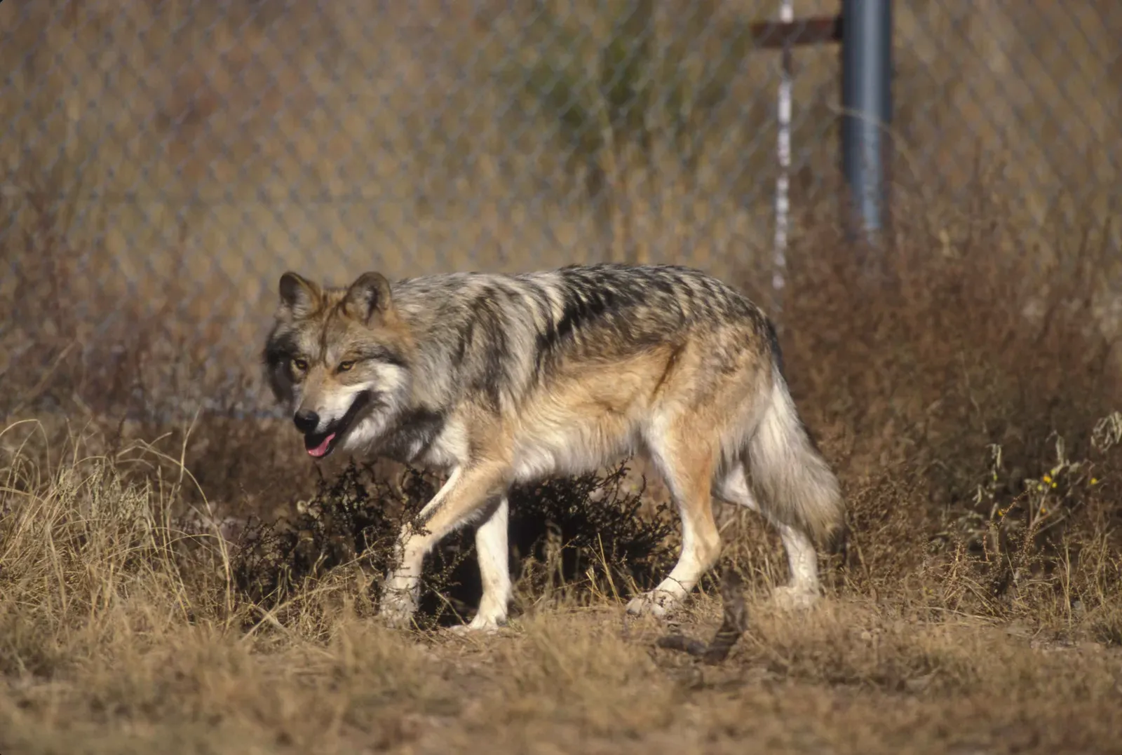 10. The Mexican Gray Wolf: The Southwest's Rarest Predator (Image Credits: Wikimedia)