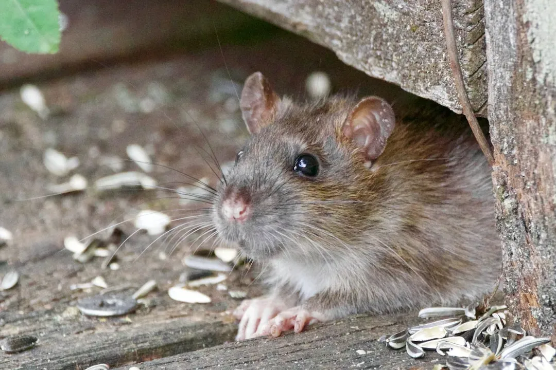 #8 Rodent and Reptile Hideouts in Narrow Gaps (Image Credits: Unsplash)