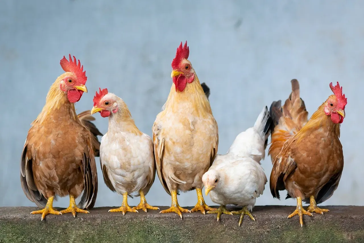 #10 - Growing Feathers That Started as Something Else Entirely (Image Credits: Pixabay)