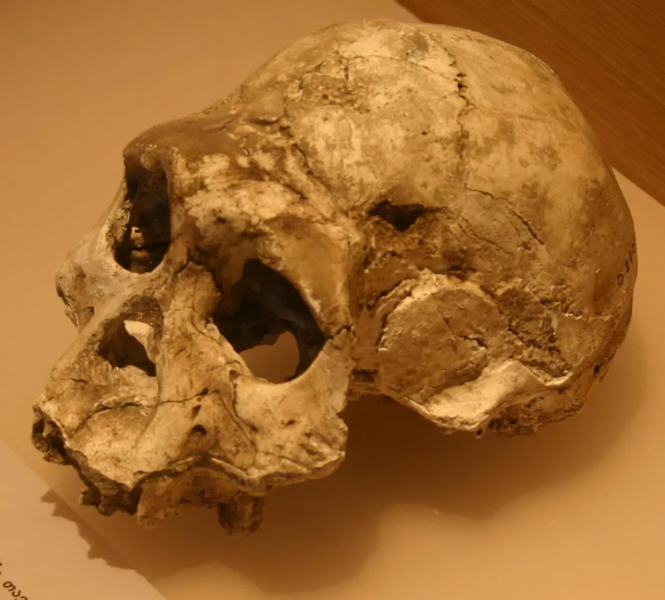 #13 - The Dmanisi Skulls: Proof Early Homo Left Africa Looking Nothing Like Us (By Jonathan Cardy, CC BY-SA 3.0)