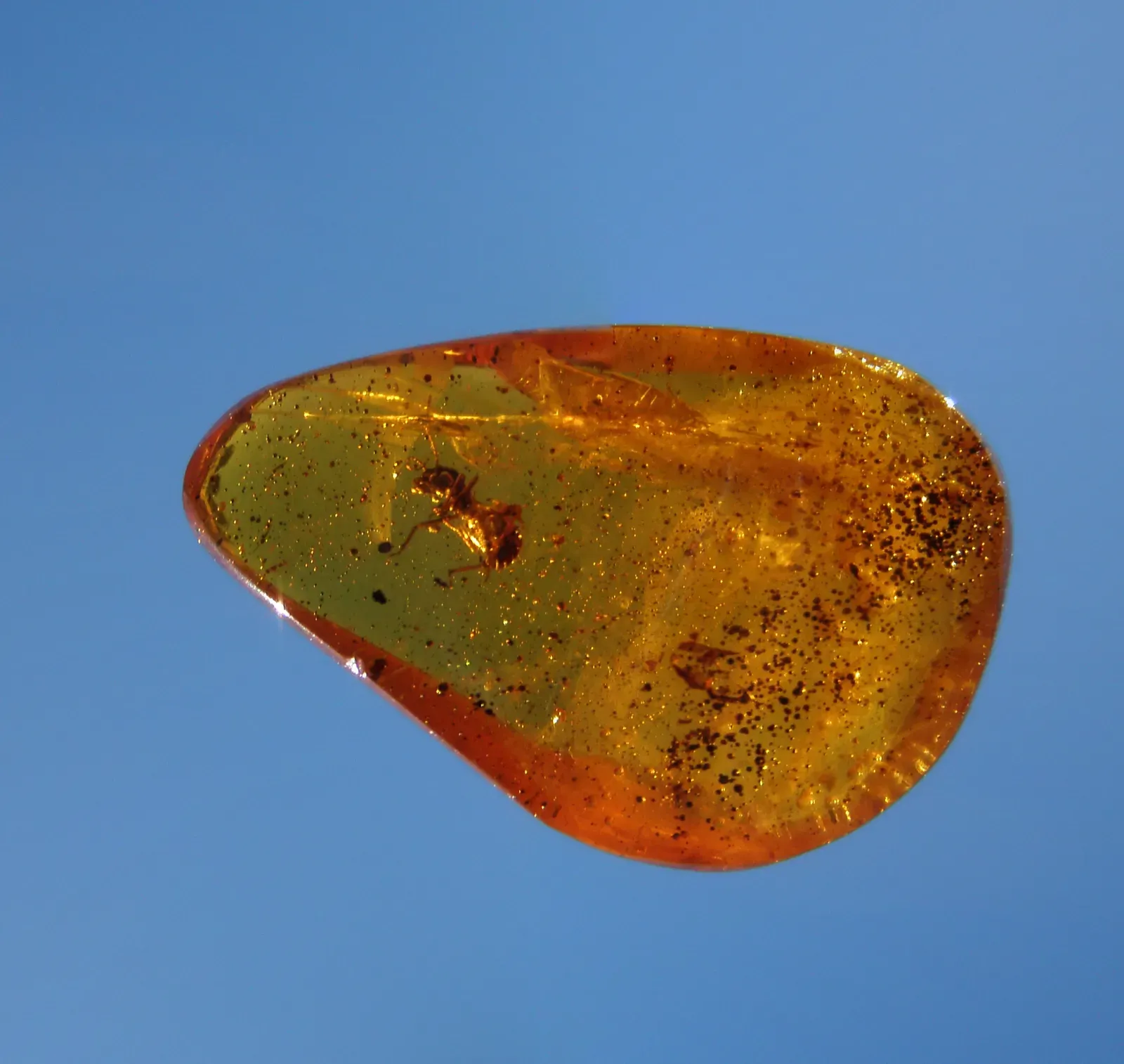#2 - The "Flower" That Turned Out to Be a Dinosaur Tail (By Brocken Inaglory, CC BY-SA 3.0)