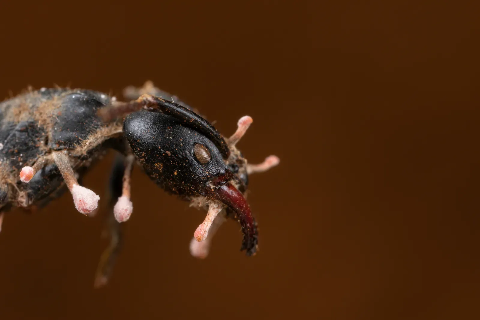 #11 - The Zombie Fungus Older Than Almost Any Known Parasite (By Otomso, CC BY-SA 4.0)