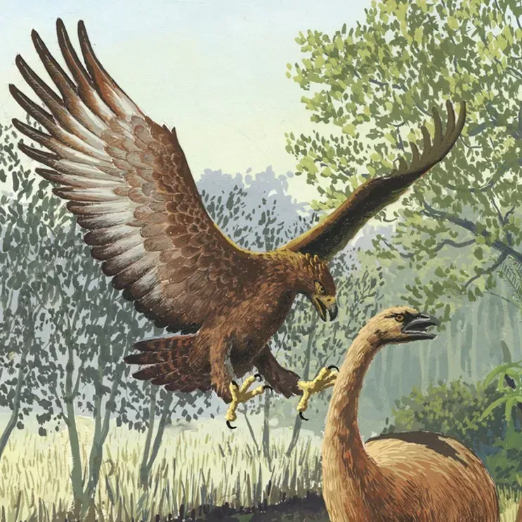 #9 - Haast's Eagle, the Largest Eagle That Ever Lived (Ancient DNA Tells Story of Giant Eagle Evolution. PLoS Biol 3(1): e20. doi:10.1371/journal.pbio.0030020.g001, CC BY 2.5)