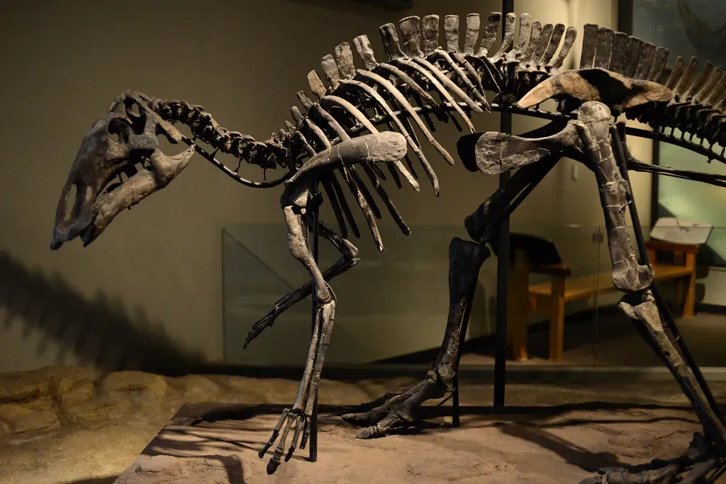 Hadrosaurus Foulkii: America's First Nearly Complete Dinosaur Skeleton (Image Credits: Flickr)