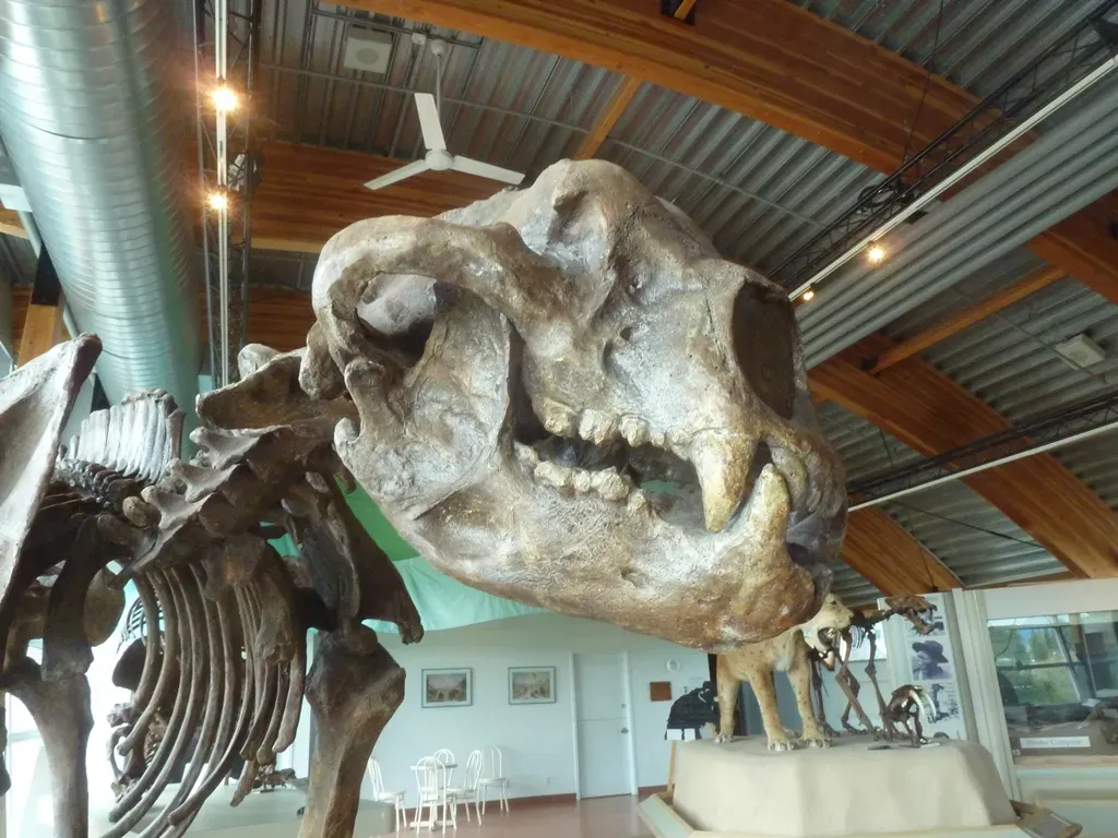 #8 - It Muscled Saber-Tooths Off Their Kills Through Sheer Size (Short-faced bear, CC BY-SA 2.0)