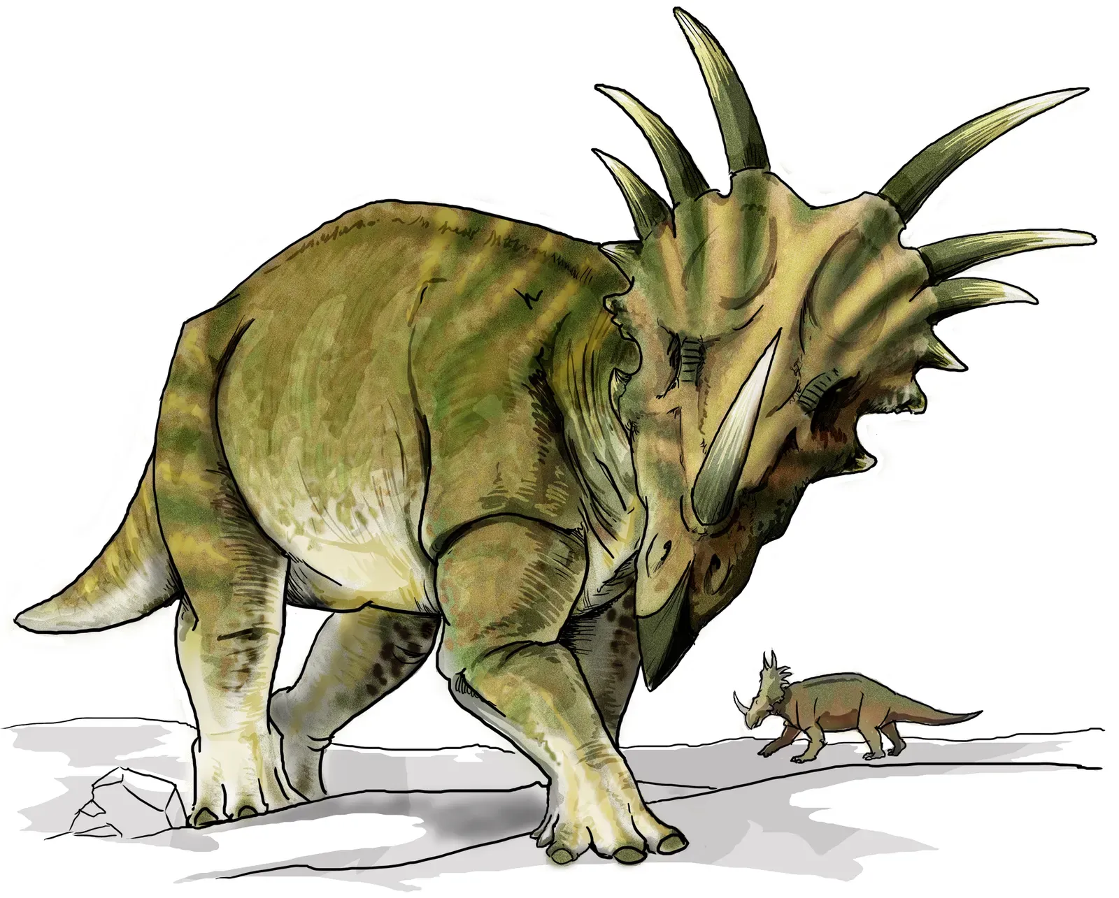 6. Horned and Duck‑Billed Dinosaurs Rose as Herd‑Dwelling Powerhouses (By LadyofHats, Public domain)