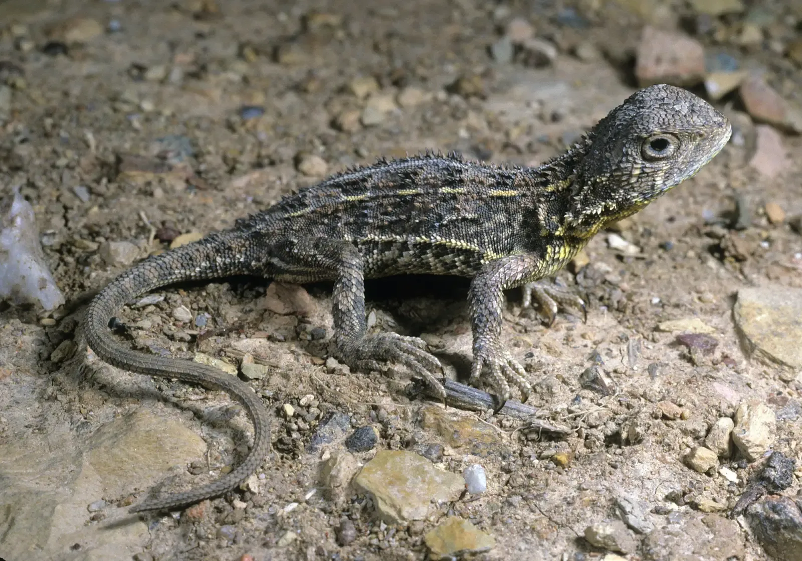 #7 - The Grassland Earless Dragon (By John Wombey, CSIRO, CC BY 3.0)