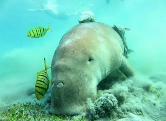 Manatees and Dugongs Are Also Elephant Cousins (Image Credits: Flickr)