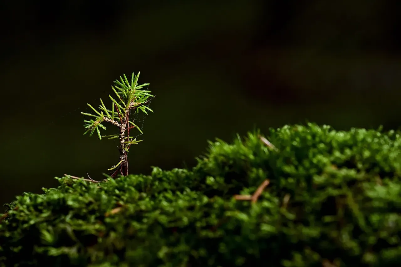 #8 Pioneer Trees and Shrubs from Seed Banks: The Long‑Game Arrivals (Image Credits: Pixabay)